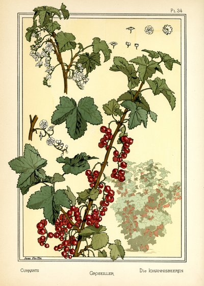 The Currants by Anna Martin